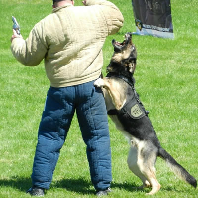 Dog Training