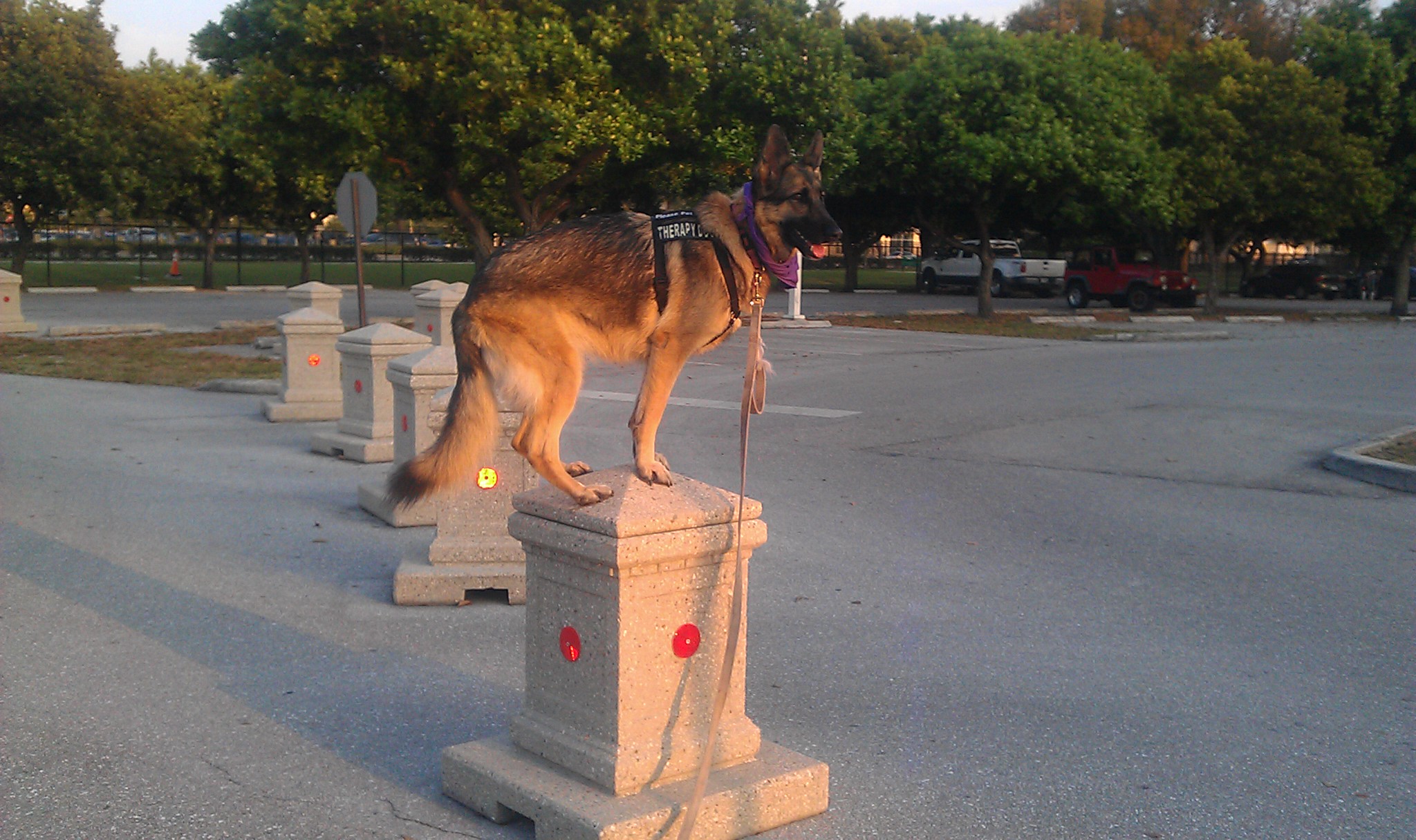 Coco UP Command- German Shepherd Training