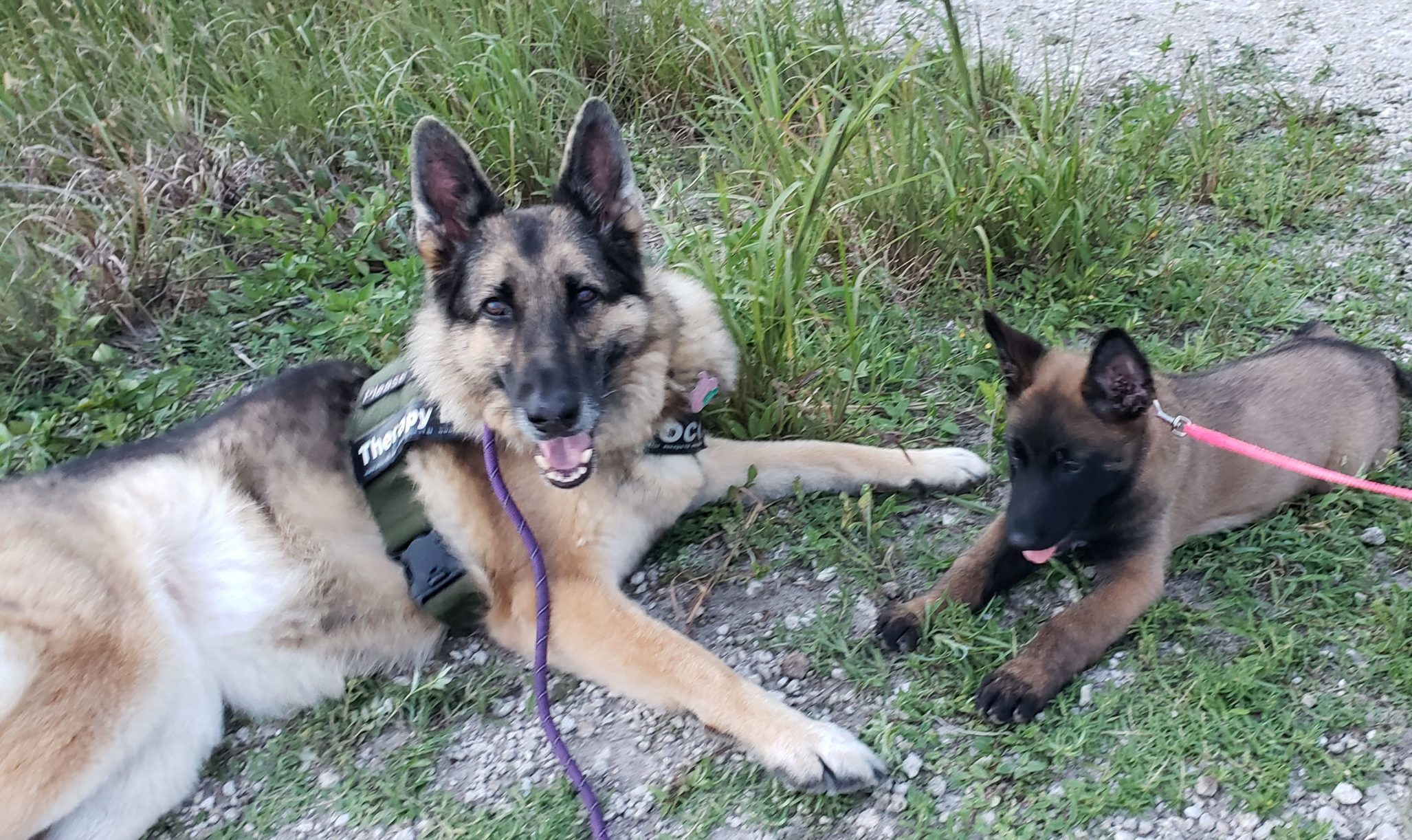 German Shepherds and Belgian Malinois